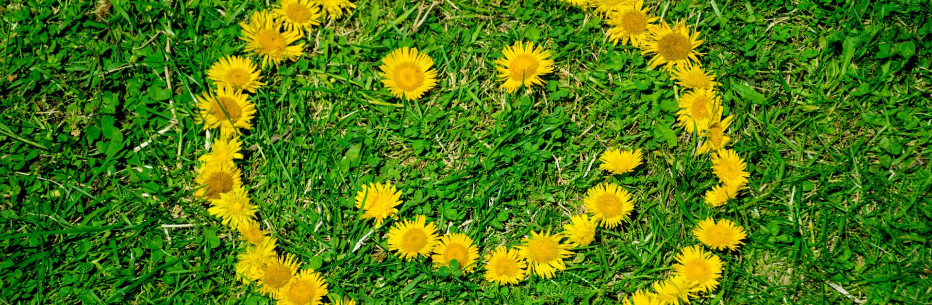 sole di fiori su prato